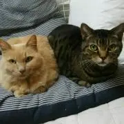 くお
