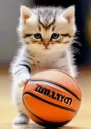 猫ママの画像