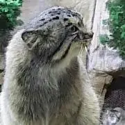 skate-thingの画像