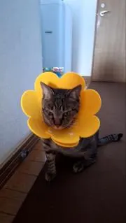 なななの画像