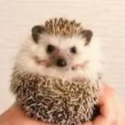 みわの画像