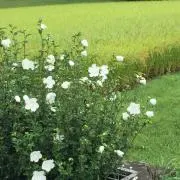 ダブルハッピネスの画像