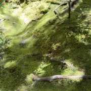 ぽりぽりの画像