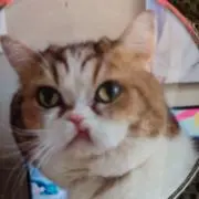 コロコロさんの画像