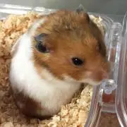 o^^oの画像