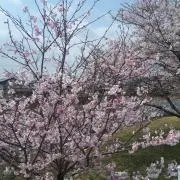 MAKEの画像