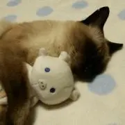 ゆんの画像