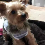 yoshie.sho