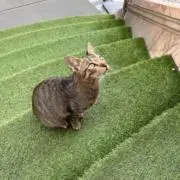 チャッピーの画像