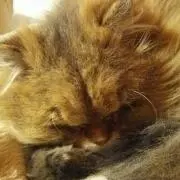ちぷ