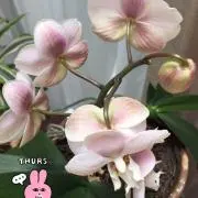 soonの画像