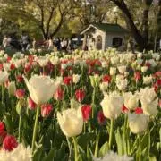 すあ  ○今年中に処分予定○の画像
