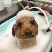 犬あいの画像