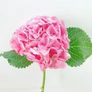 ✿︎ hina ✿︎の画像