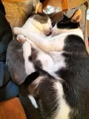 むっちゃん＆バロンの画像