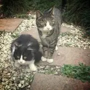 たむら