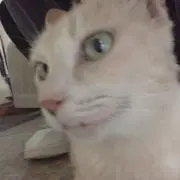 ボット