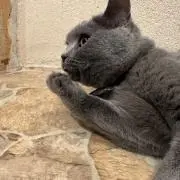 ムギの画像