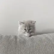 ねむ