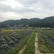 きょん