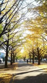 のりの画像