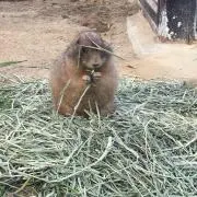 もえdの画像