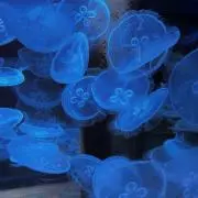 るの画像