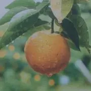 たいようさんの画像
