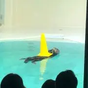 ナタデコッタの画像