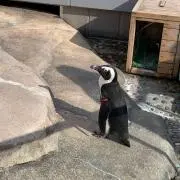てらけんの画像