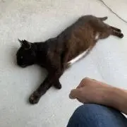 おおつきの画像