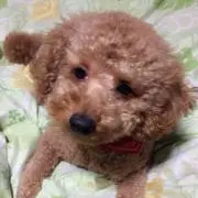 アッシュ君