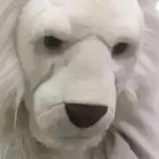 しろの画像