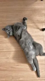 Nekoの画像