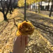 ＰＵＫＵＰＵＫＵの画像