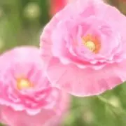sisloux