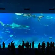 ローズガーデンの画像