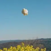 のんちゃんの画像