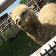 タートンの画像