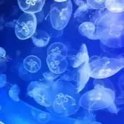 ユキ