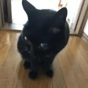 ねこの画像