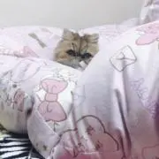 えみ。の画像