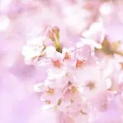 Kの画像