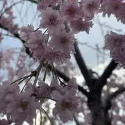 恵努
