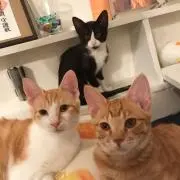 うにむぎはちチャンネル