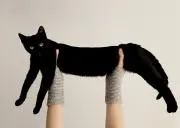 猫は飼っていませんの画像