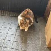 大西たけとの画像