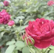 くま