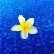 プルメリアの画像