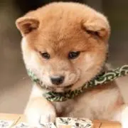 Toshiの画像